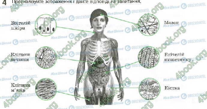 ГДЗ Биология 10 класс страница Стр.65 (4)